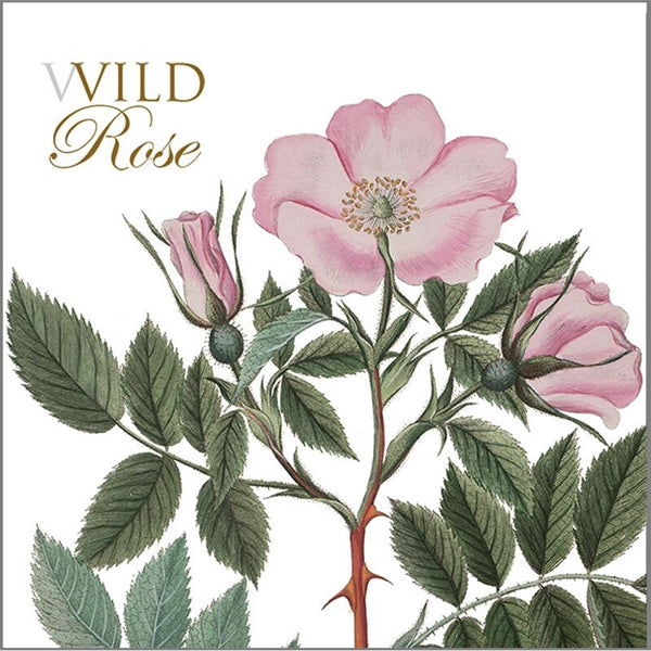 Kvadrat kortmappe - Wild Rose