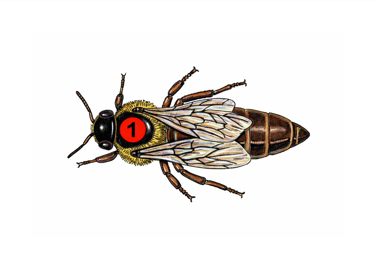 Dronningeavl